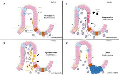 Macrophages as an Emerging Source of Wnt Ligands: Relevance in Mucosal Integrity